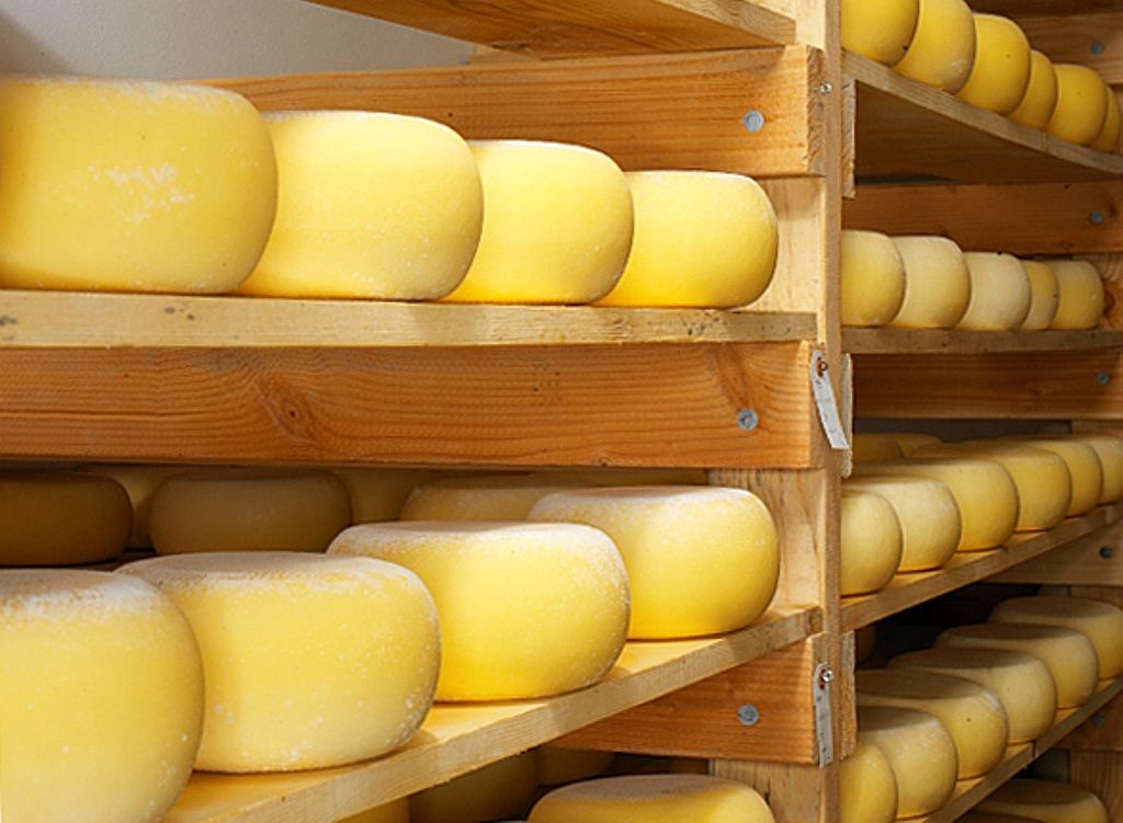 Сайты производителей сыра. Сырный завод. Производство сыров. Производство сыра. Маслосыродельная и молочная промышленность.