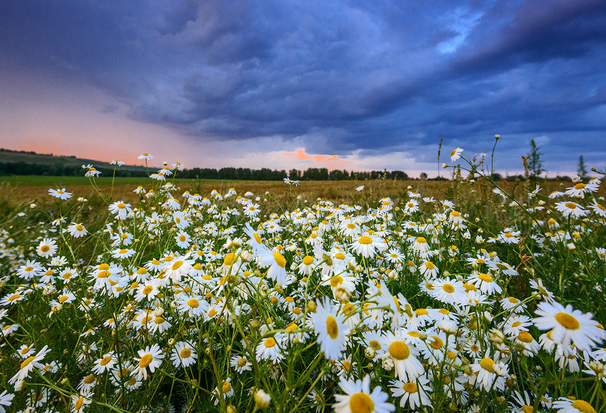 Поле ромашек фото в хорошем качестве крупным планом