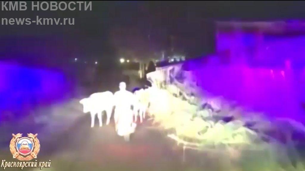 В Красноярском крае коровы помогли задержать пьяного "байкера", удирающего от ГИБДД