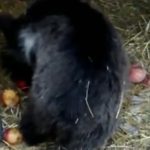 Полицейский из Осетии нашёл медвежонка-сироту рядом с селом Балта и отвёз его в приют для диких животных