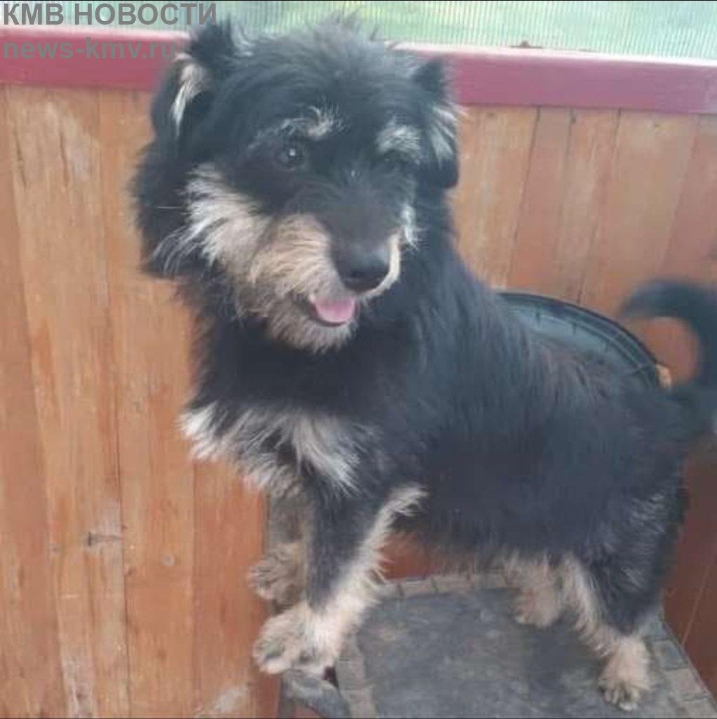 В Крыму жители села требуют усыпить собаку девушки-инвалида