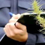 Ульяновские полицейские попросили женщину нарвать конопли, а затем возбудили на неё дело по наркотической статье